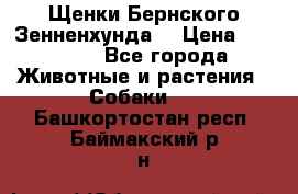 Щенки Бернского Зенненхунда  › Цена ­ 40 000 - Все города Животные и растения » Собаки   . Башкортостан респ.,Баймакский р-н